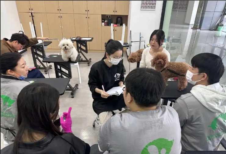 金昌市宠物美容师宠物美容培训学校 - 方案